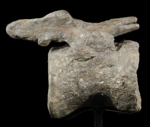 Bargain, Diplodocus Vertebrae On Stand - Restored Process #51390